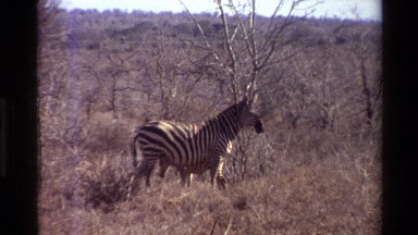1983: wild animal eating some food in a plain land area NAIROBI KENYA