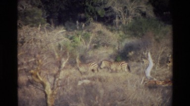 1983: zebras walking in the wild KILAGUNI KENYA