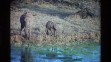 1983: elephant and its baby coming to the banks and quenching their thirst