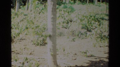 1983: a tree of coconuts NAIROBI KENYA