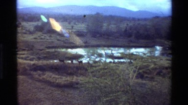 1983: pond in the high desert with deer nearby KILAGUNI KENYA