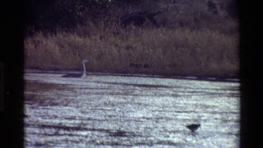 1983: swan floating in body of water near shore with duck in the distance