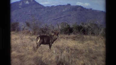 1983: a large brown buck stands in a field and looks at the cameraman NAIROBI