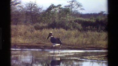 1983: a beautiful stork hunting for its prey stealthily in the water body
