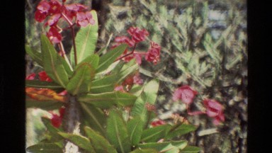 1983: a bunch of red tropical flowers sit on a thick and full bush NAIROBI KENYA
