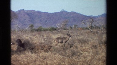 1983: animals in the bush NAIROBI KENYA