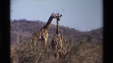 1983: several giraffes, and a bird. NAIROBI KENYA