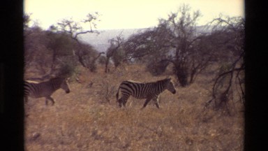 1983: number of zebras walking in the middle of mountain area NAIROBI KENYA