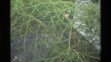 1983: Panning Footage of Branches into a Nairobi Village with People Walking