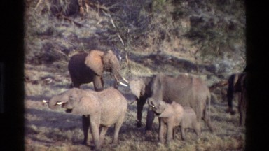 1983: Group of Elephants Gathered and Eat Their Food KILAGUNI KENYA