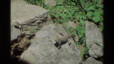 1983: A Lizard Bathing in the Sun on a Rock Nairobi Kenya