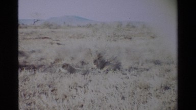 1983: A Pair of Lions Rests Lying on Weeds in Kilaguni, Kenya