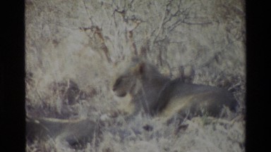 1983: Lion Sleeping in Forest Near Kilaguni Kenya