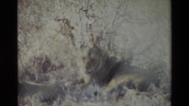 1983: Film of Two Lions in a Field While One Gets Up and the Other Follows