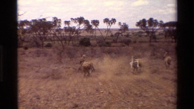 1983: Zebra Herd Grazing in Dry Grasslands of Kilaguni, Kenya