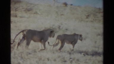 1983: Lioness on the Hunt in Kilaguni, Kenya