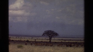 1983: Number of Deers Passing Their Time in the Jungle Kilaguni Kenya