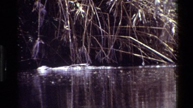 1983: an alligator slinks through a swamp just above the water line KILAGUNI