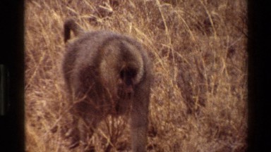 1983: sweet and healthy baboon in a jungle or zoo KILAGUNI KENYA