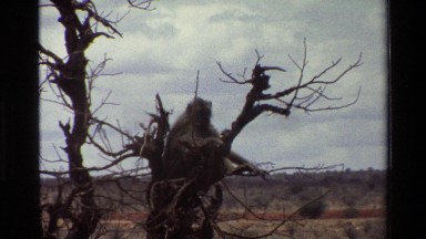 1983: A Small Baboon Walks on a Branch High in a Tree, Kilaguni Kenya