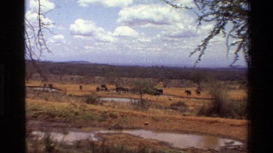 1983: a herd of elephants mill about in a field of dry grass KILAGUNI KENYA