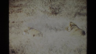 1983: Lions Laying in the Grass Kilaguni Kenya