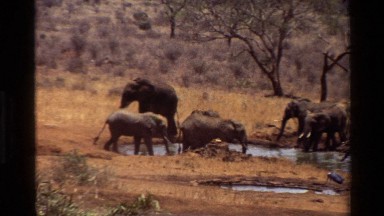 1983: elephants standing in the water KILAGUNI KENYA