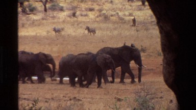 1983: a herd of elephants on the safari field following one direction with baby