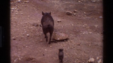 1983: wild boars with piglets; heron-like bird; running herd of zebras KILAGUNI