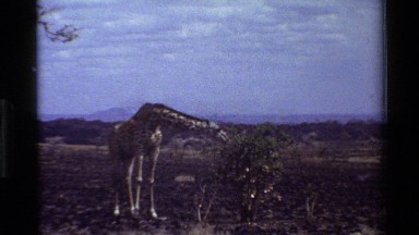 1983: giraffe KILAGUNI KENYA