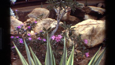 1983: five-petal purplish white flowers grow between stones arranged