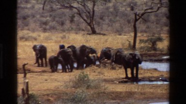 1983: herd of elephants gather at a watering hole KILAGUNI KENYA