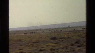 1983: Herd of Wildebeest Moving Slowly Across the Savanna Mara Tanzania