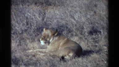 1983: A Lioness Resting in the Grass on the Savannah Kilaguni Kenya