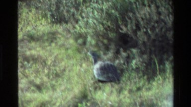 1983: Goose-like Bird Walking in Grassy Area Mara Tanzania