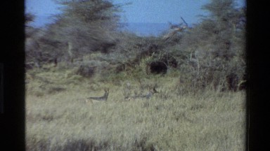 1983: Two Foxes in the Forest of Mara, Tanzania