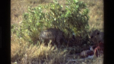 1983: Cheetahs Feeding in Mara Tanzania