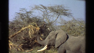 1983: An Elephant Pulling on a Tree in Mara, Tanzania