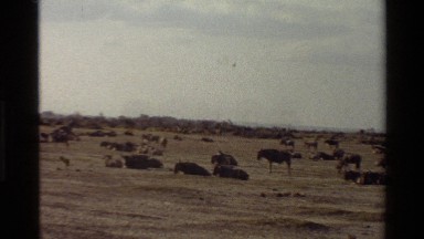 1983: a herd of hundreds of wildebeest roam on the plains MARA TANZANIA