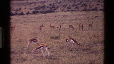 1983: a breath taking food MARA TANZANIA