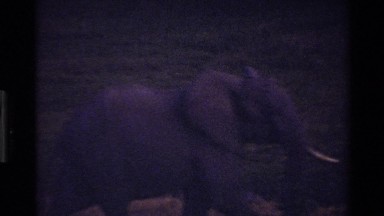 1983: group of elephants of all ages walking through the grass together MARA