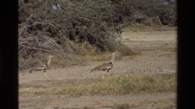 1983: birds walking in the wild MARA TANZANIA