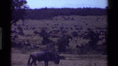 1983: a large herd of wildebeest cover a tree studded african plain MARA