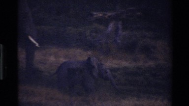 1983: elephant walking through grass on savanna with tiny baby MARA TANZANIA