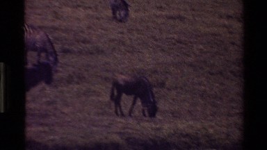1983: a herd of zebras gather in grassy plains as a family run and have fun
