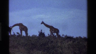 1983: A Tall Giraffe Slowly Walks Through a Field Before Meeting a Group in Mara