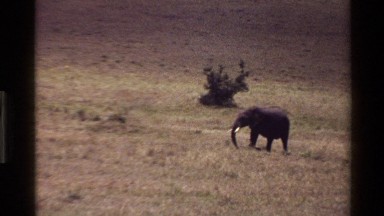 1983: Herd of Elephants Grazing in Mara Tanzania