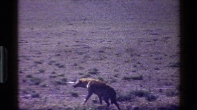 1983: Observation of a Lone African Hyena Resting on the Savanna in Mara