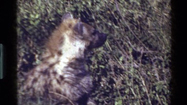 1983: close-up of hyena; troop of baboons from a distance MARA TANZANIA