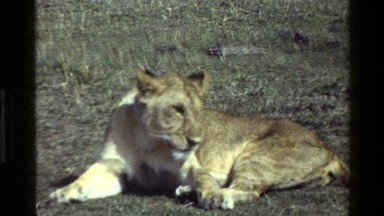 1983: a big female lion MARA TANZANIA